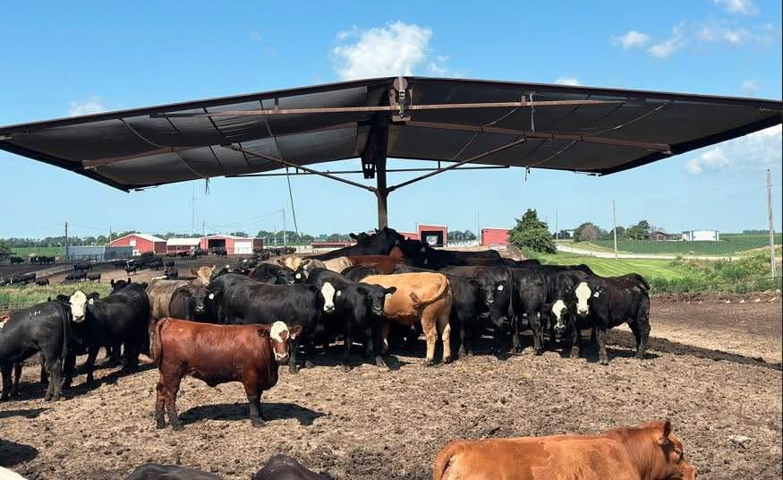 Strobel Cattle Shade