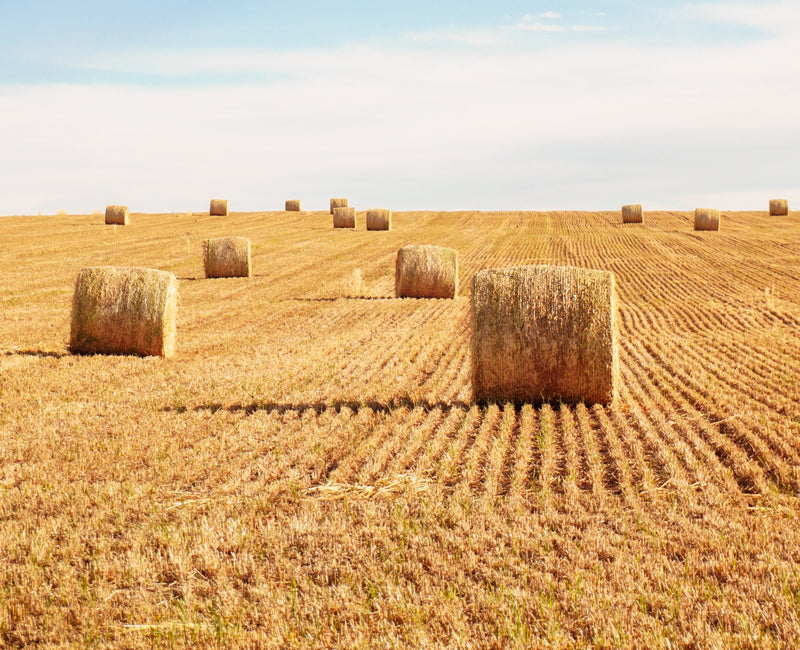 Hay Field